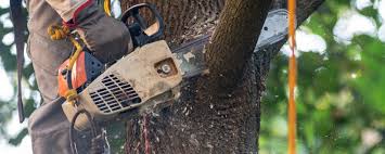 How Our Tree Care Process Works  in  Germantown Hills, IL